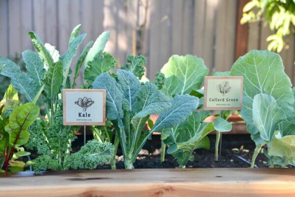 Kale and Collard Green Plants