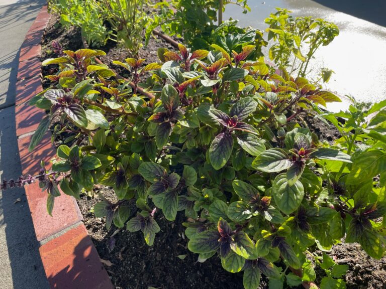 African Blue Basil Growing in a Beautiful Raised Bed Garden by He Provides in Upland California