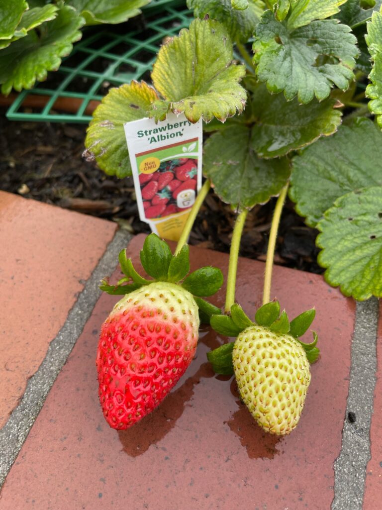 Albion Strawberry Plants Growing in a Beautiful Raised Bed Garden by He Provides in Upland California