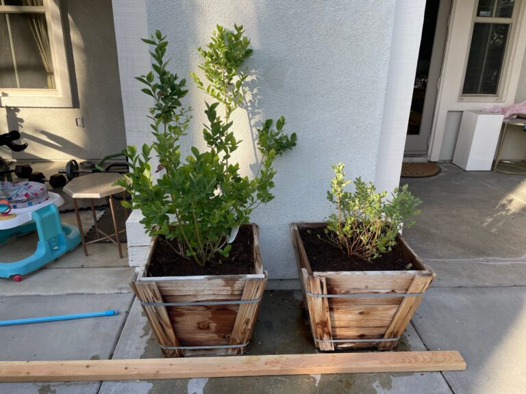 Blueberry Bushes Growing in Redwood Containers After One Year in Riverside California Planted by He Provides Raised Bed Gardens