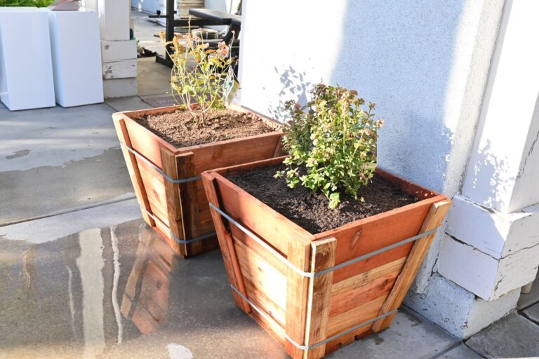 Blueberry Bushes Just Planted in Redwood Containers by He Provides Raised Bed Garden In Riverside California 2