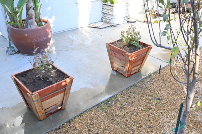 Blueberry Bushes Just Planted in Redwood Containers by He Provides Raised Bed Garden In Riverside California