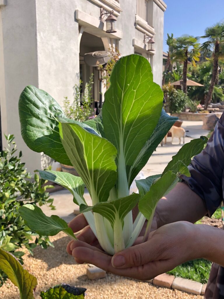 Bok Choy Harvest from Newly Planted He Provides Raised Bed Garden In Riverside California