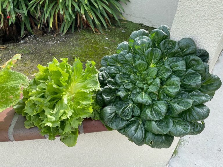Bok Choy and Lettuce Harvest from a Beautiful Raised Bed Garden in Upland California by He Provides