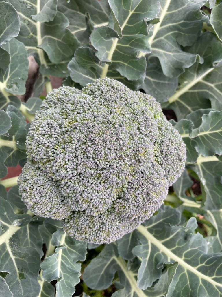 Broccoli Plant growing in a Beautiful Raised Bed Garden by He Provides in Upland California Close Up
