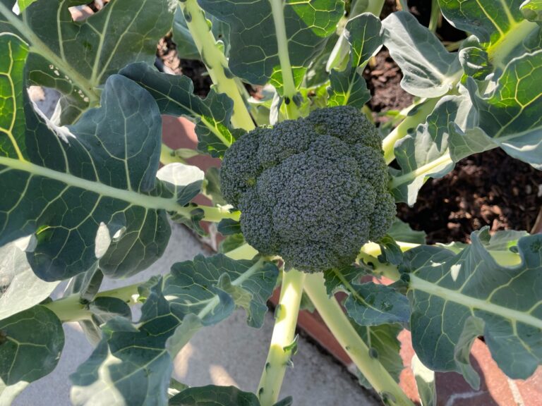 Broccoli Plant growing in a Beautiful Raised Bed Garden by He Provides in Upland California Close Up