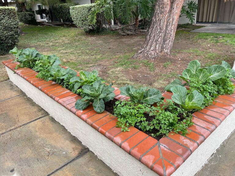 Collard Green Plants Growing and Parsley Growing in a Beautiful Raised Bed Garden by He Provides in Upland California