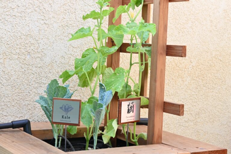 Dino Kale Plants and Cucumber Plants Starting To Grow in He Provides Raised Bed Garden in Banning California Garden Arch Custom Plant Tags