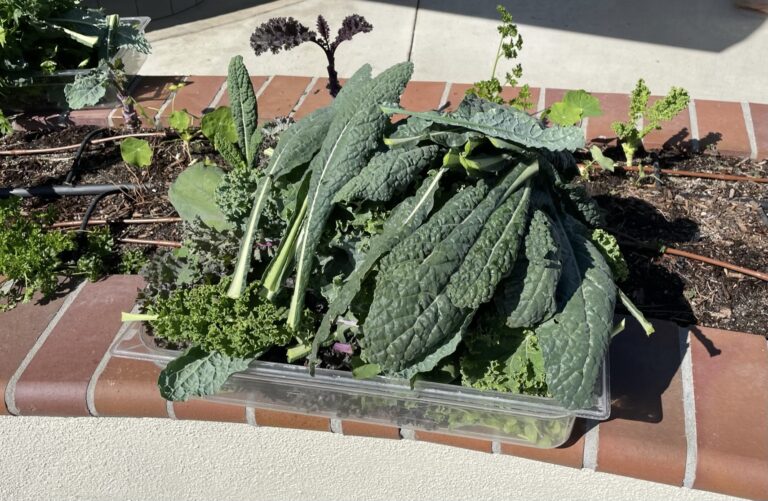Dino Kale Red Russian Kale Green Curly Kale Harvest in Plastic Container in a Beautiful Raised Bed Garden in Upland California by He Provides