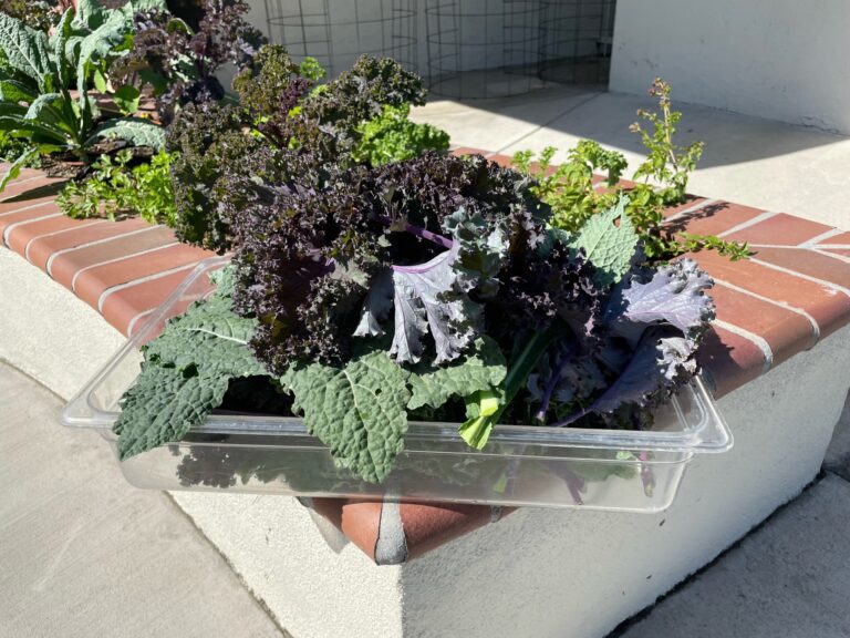 Dino Kale Red Russian Kale and Purple Curly Kale Harvest with Strawberry Plants growing in the background in a Beautiful Raised Bed Garden in Upland California by He Provides