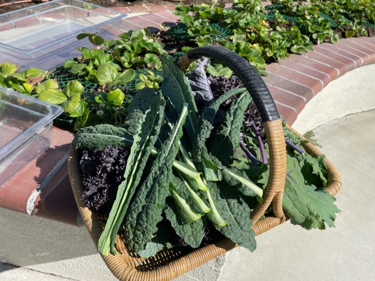Dino Kale Red Russian Kale and Purple Curly Kale Harvest with Strawberry Plants growing in the background in a Beautiful Raised Bed Garden in Upland California by He Provides