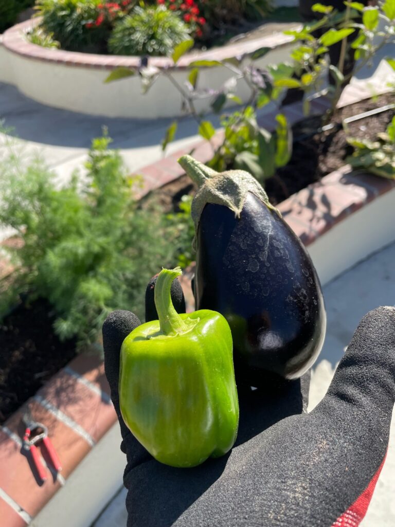 Eggplant and Green Bell Pepper Harvest from a Beautiful Raised Bed Garden in Upland California by He Provides