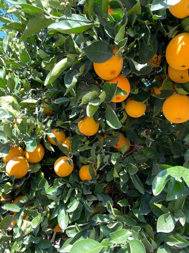 Fruiting Orange Tree Near a Beautiful Raised Bed Garden by He Provides in Upland California