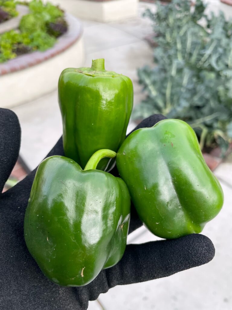 Green Bell Pepper Harvest from a Beautiful Raised Bed Garden in Upland California by He Provides