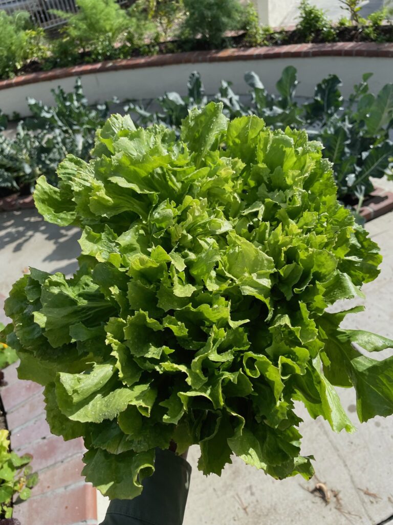 Green Leaf Lettuce Harvest from a Beautiful Raised Bed Garden in Upland California by He Provides