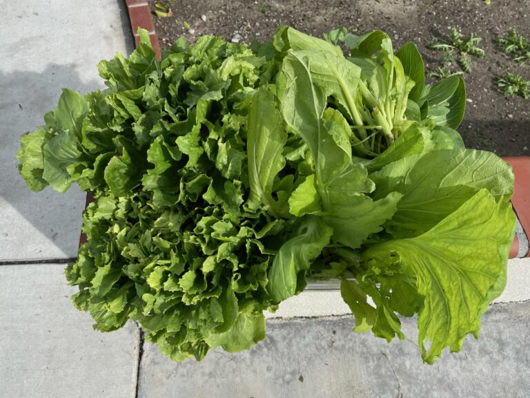 Green Lettuce Harvest from a Beautiful Raised Bed Garden in Upland California by He Provides