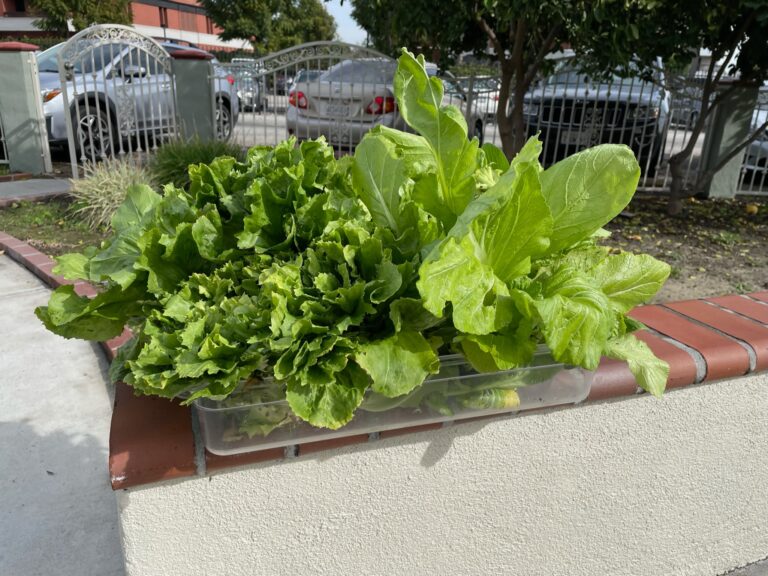 Green Lettuce Harvest in Plastic Container from a Beautiful Raised Bed Garden in Upland California by He Provides