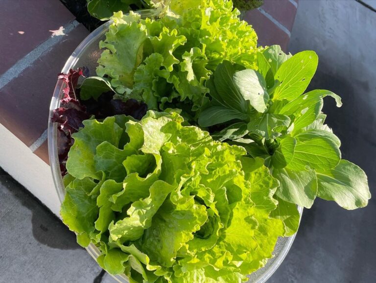 Green Lettuce Red Lettuce and Bok Choy Harvest from Beautiful Raised Bed Garden in Upland California by He Provides