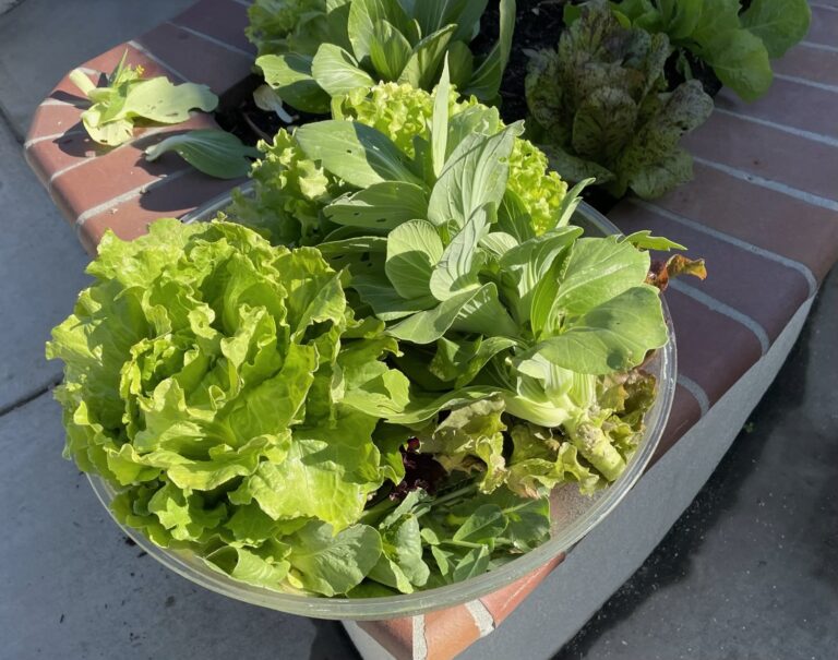 Green Lettuce and Bok Choy Harvest from a Beautiful Raised Bed Garden in Upland California by He Provides