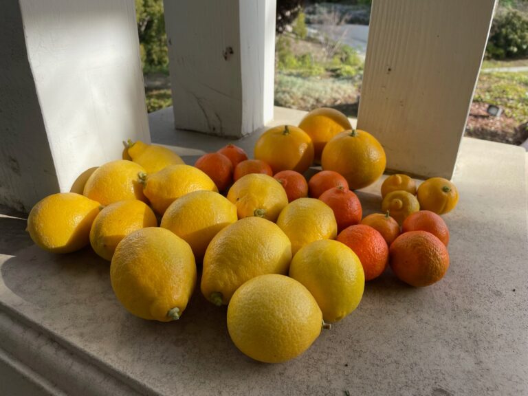 Harvest from Young Citrus Trees in Redlands California with Routine Maintenance Handled by He Provides Raised Bed Gardens