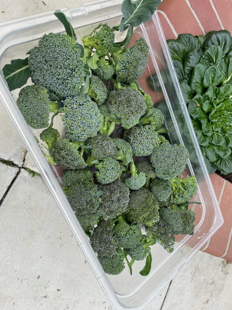Large Broccoli Harvest from a Beautiful Raised Bed Garden in Upland California by He Provides