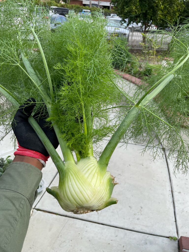 Large Fennel Plant Harvest from a Beautiful Raised Bed Garden in Upland California by He Provides
