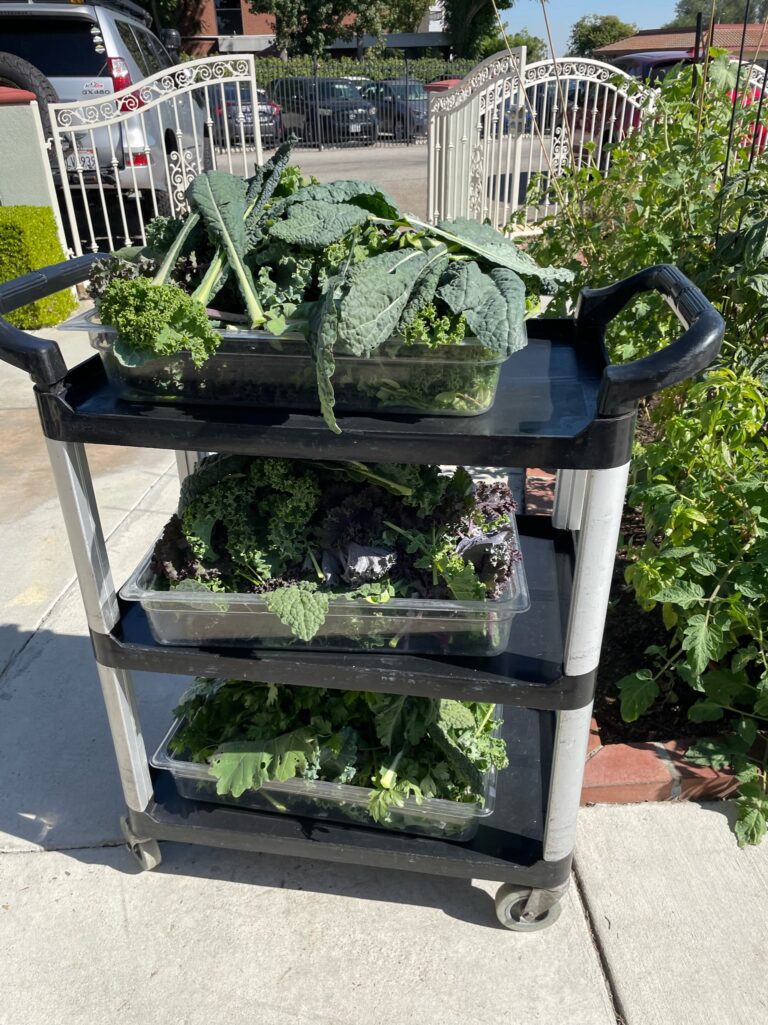 Large Harvest of Dino Kale Red Russian Kale Green Curly Kale from a Beautiful Raised Bed Garden in Upland California by He Provides