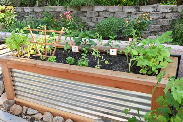 Large Raised Bed Garden Just Planted by He Provides in Banning California Green Beans Plants Zucchini Plants Okra Plants Basil Plants Lima Bean Plants Tomato Plants