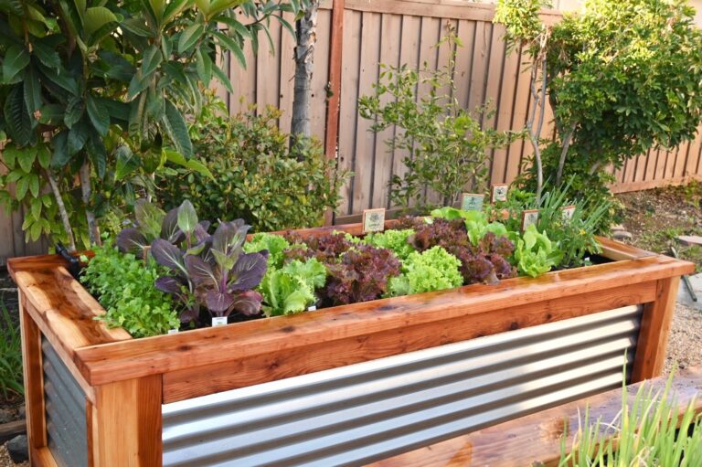 Large Raised Garden Bed growing Cilantro Bok Choy Head Lettuce Red and Green Leaf Lettuce Green Onions Peppers and Tomatoes in Riverside California by He Provides