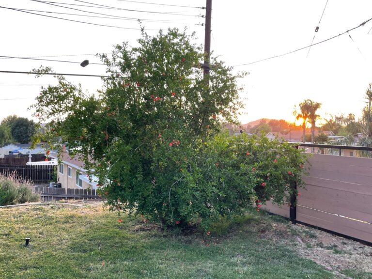 Mature Pomegranate Tree Flowering Managed by He Provides Raised Bed Gardens in Grand Terrace California