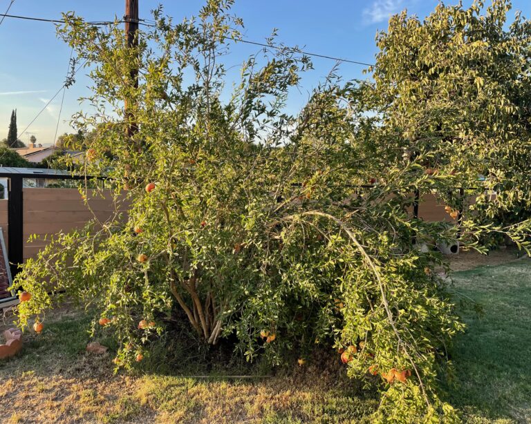 Mature Pomegranate Tree Fruiting Managed by He Provides Raised Bed Gardens in Grand Terrace California