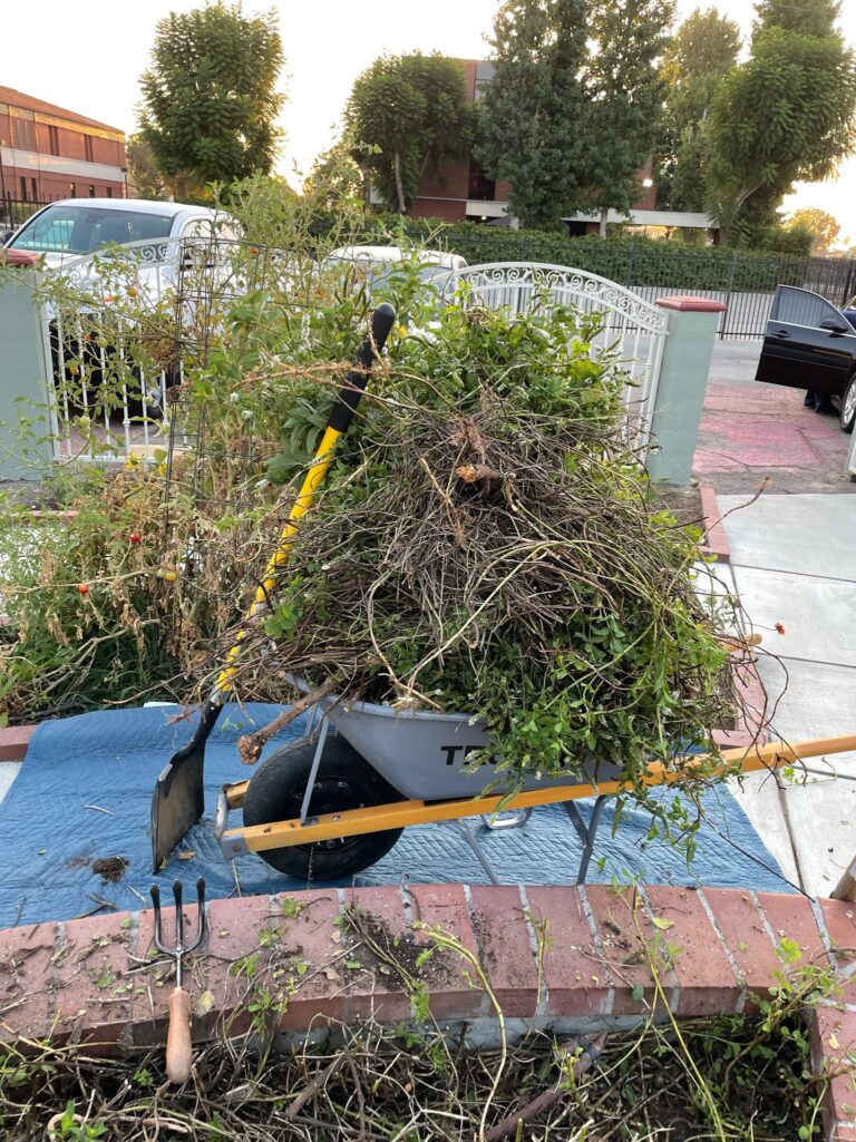 Mint Plant Removal From a Raised Bed Garden Before Being Replanted by He Provides in Upland California