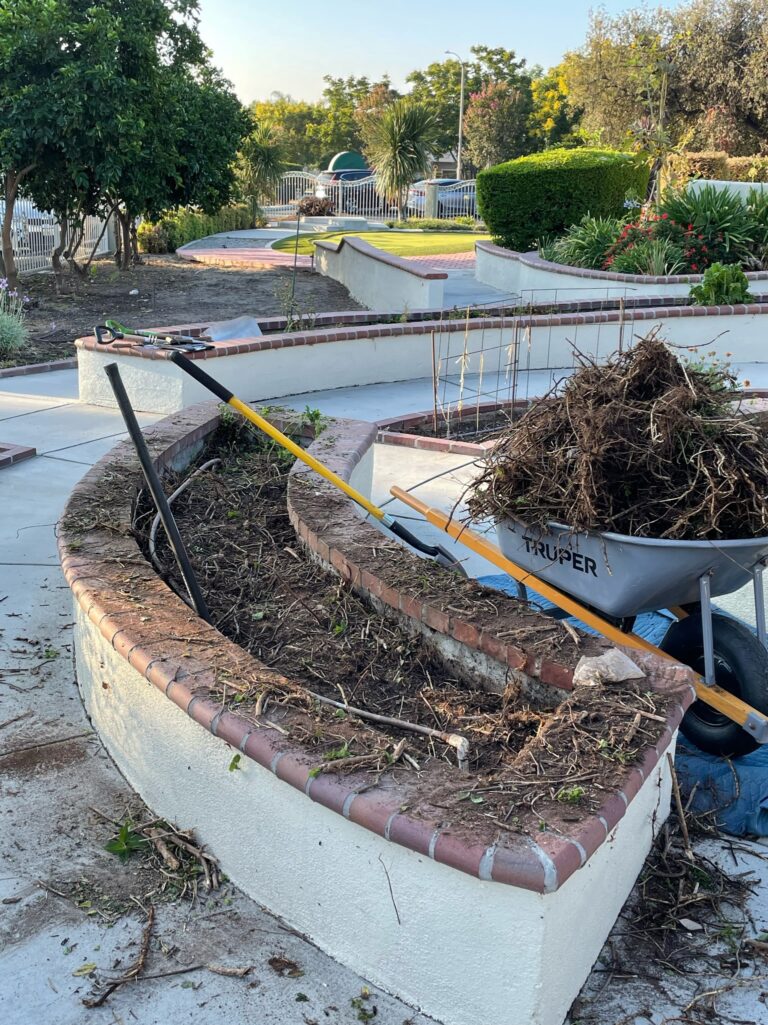 Mint Plant Root Removal From a Raised Bed Garden Before Being Replanted by He Provides in Upland California