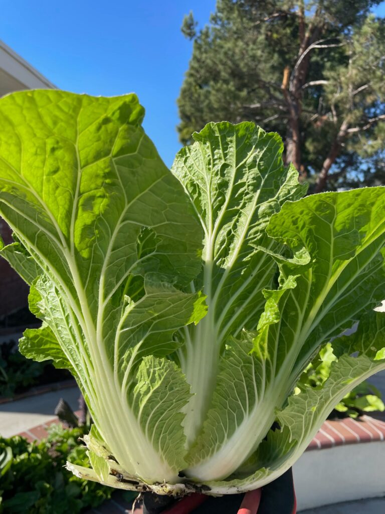 Napa Cabbage Harvest from a Beautiful Raised Bed Garden in Upland California by He Provides