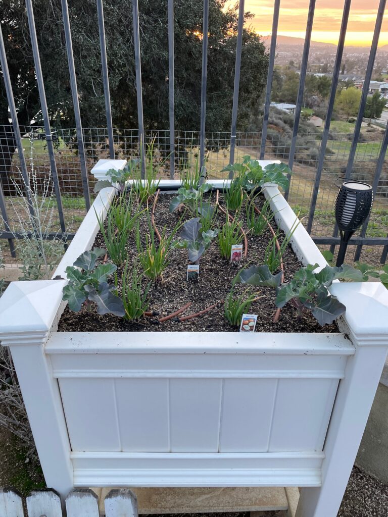 Newly planted plastic raised planter replanted by He Provides in Yucaipa California