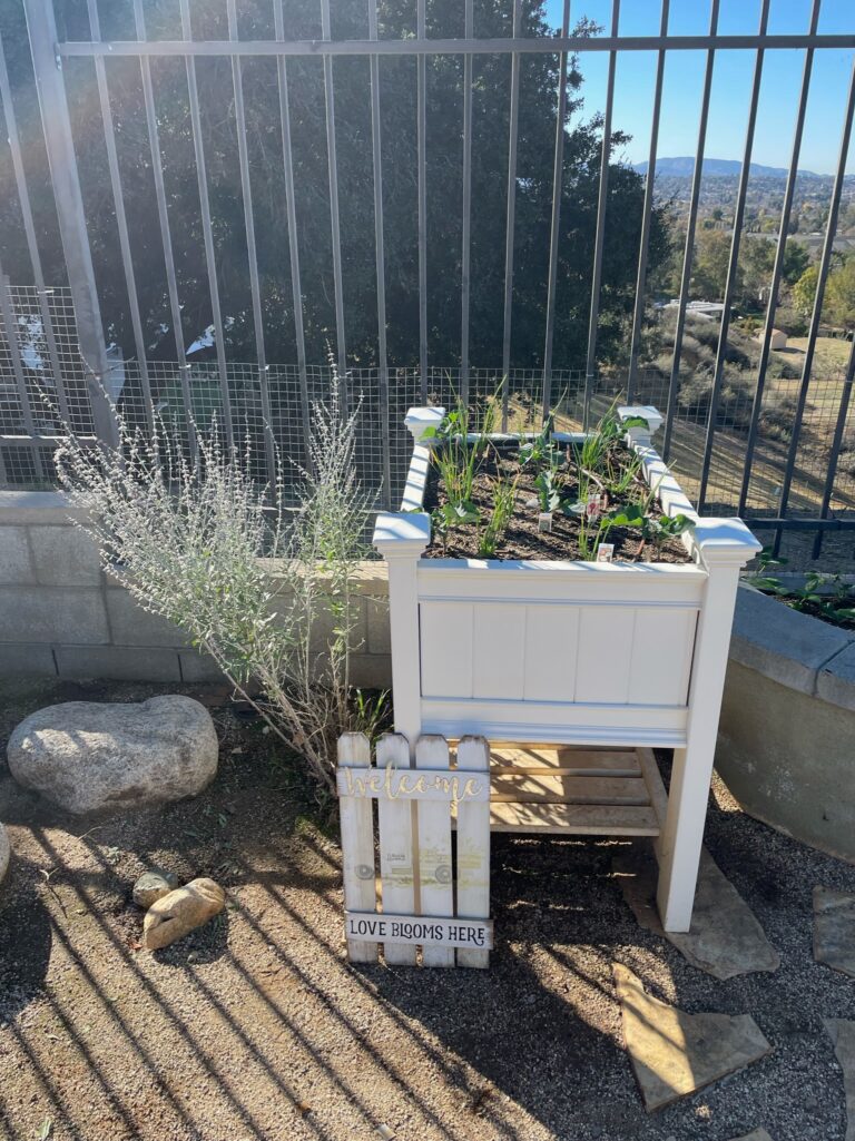 Scene of replanted plastic planter done by He Provides in Yucaipa California
