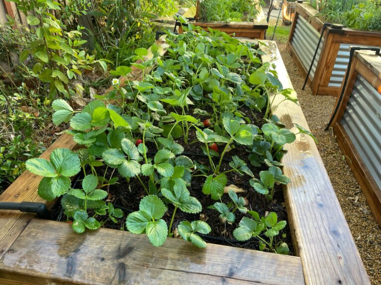 Newly Planted Strawberry Plants Growing In Large Raised Bed by He Provides in Riverside California