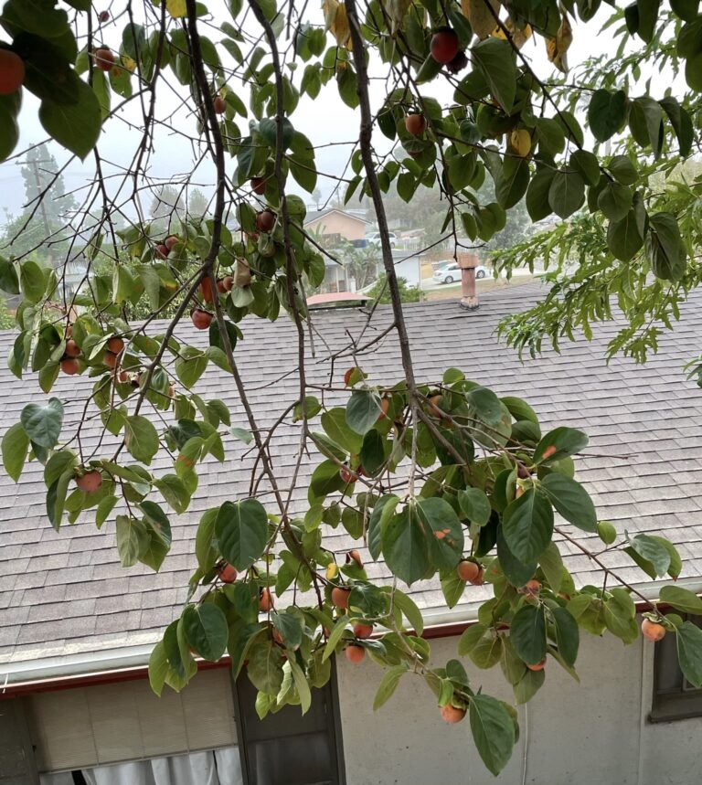 Persimmon Tree Producing Persimmons on Mature Tree Managed by He Provides Raised Bed Gardens in Grand Terrace California