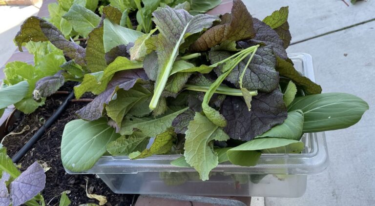 Red Mustard Greens and Bok Choy Harvest from a Beautiful Raised Bed Garden in Upland California by He Provides