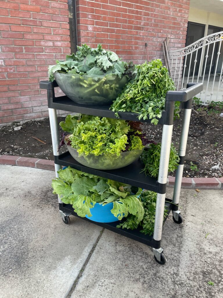 Red Russian Kale Purple Curly Kale Parsley Green Lettuce Red Lettuce Napa Cabbage Harvest from a Beautiful Raised Bed Garden in Upland California by He Provides
