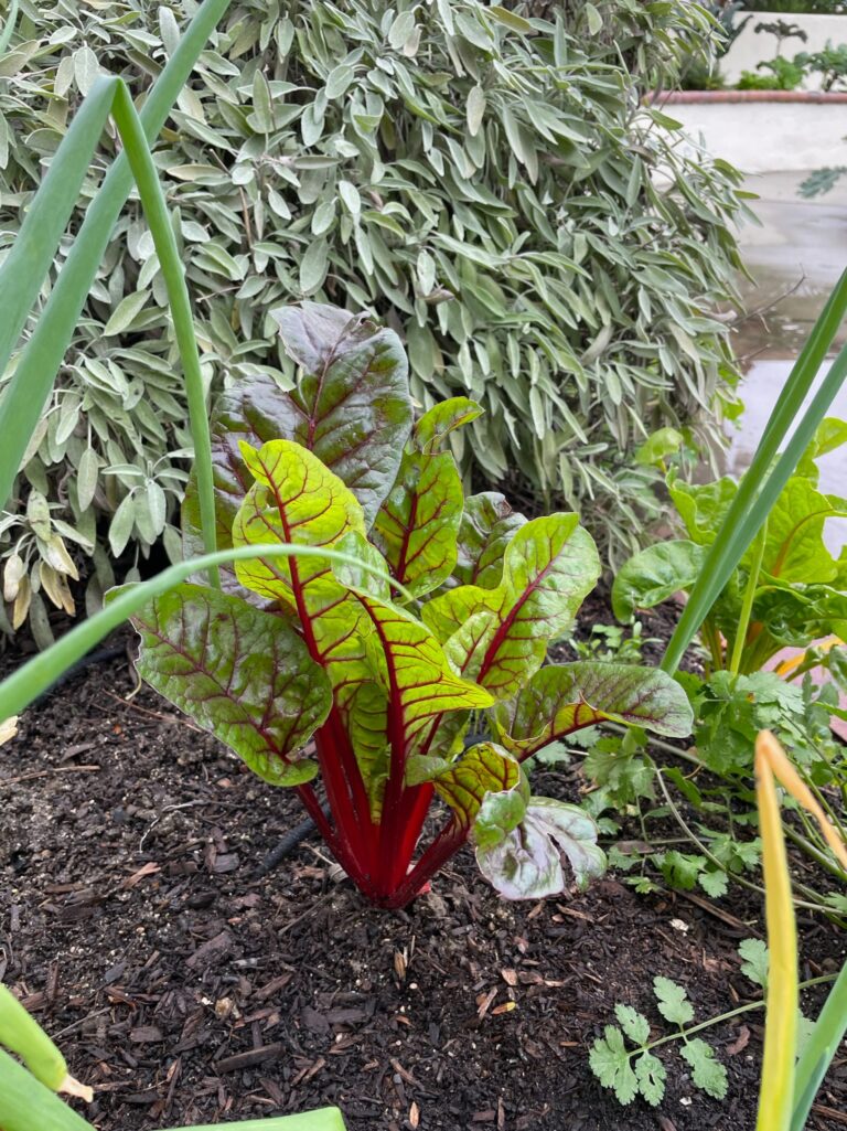 Red Swiss Chard Plant Growing in a Beautiful Raised Bed Garden by He Provides in Upland California