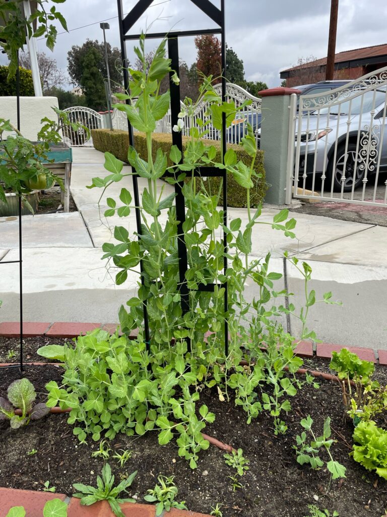 Snow Peas Growing along a Garden Trellis in a Beautiful Raised Bed Garden by He Provides in Upland California