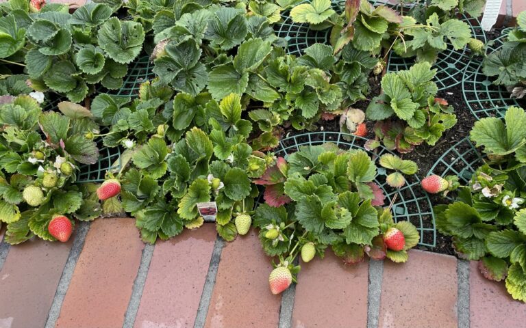 Strawberry Plants growing in a Beautiful Raised Bed Garden by He Provides in Upland California