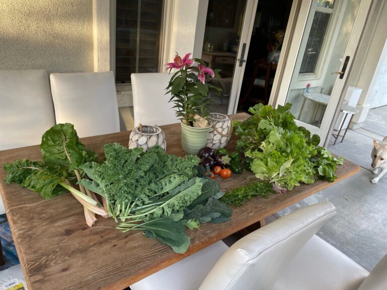 Swiss Chard Curly Kale Dino Kale Eggplant Tomato Green Bell Pepper and Lettuce Routine Raised Bed Garden Harvest in Riverside California by He Provides