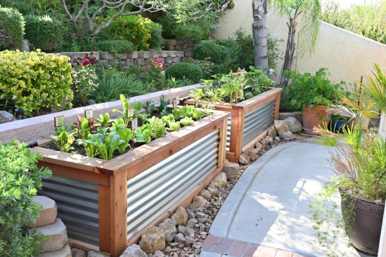 Two Large Raised Garden Beds Redwood in Banning California by He Provides Planted with Mustard Green Plants Green Lettuce Plants Arugula Plant Sage Plant Green Curly Kale Plants Rosemary Plants Collard Green Plants