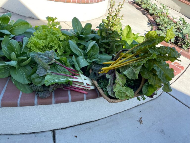 Yellow Swiss Chard Red Swiss Chard Green Swiss Chard Bok Choy Harvest in a Beautiful Raised Bed Garden in Upland California by He Provides