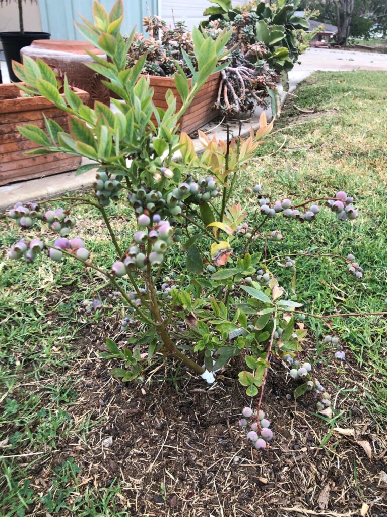 Young Blueberry Bush shortly After being Planted by He Provides in Grand Terrace California
