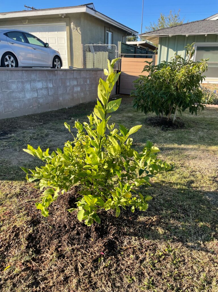 Young Dwarf Lemon Tree Growing Well Managed by He Provides Raised Bed Gardens in Grand Terrace California