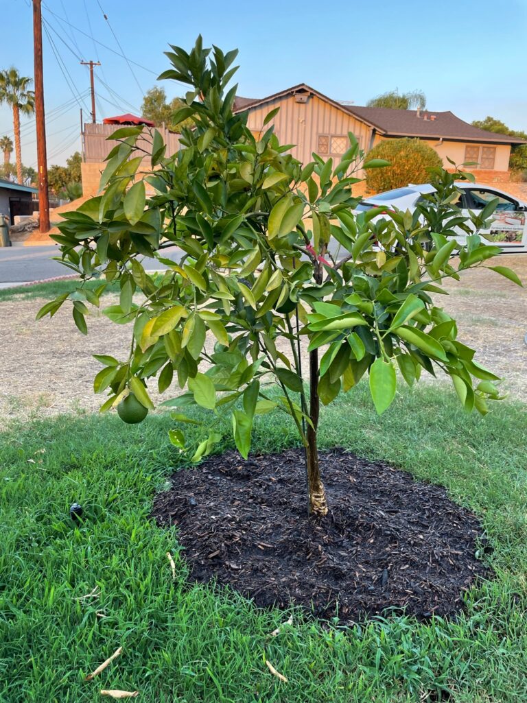 Young Fruiting Orange Tree Growing Well Managed by He Provides Raised Bed Gardens in Grand Terrace California