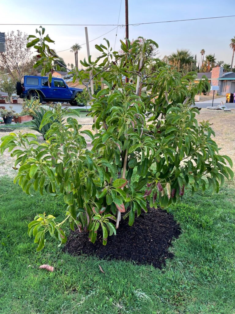 Young Hass Avocado Tree Growing Well After About Two Years Managed by He Provides Raised Bed Gardens in Grand Terrace California